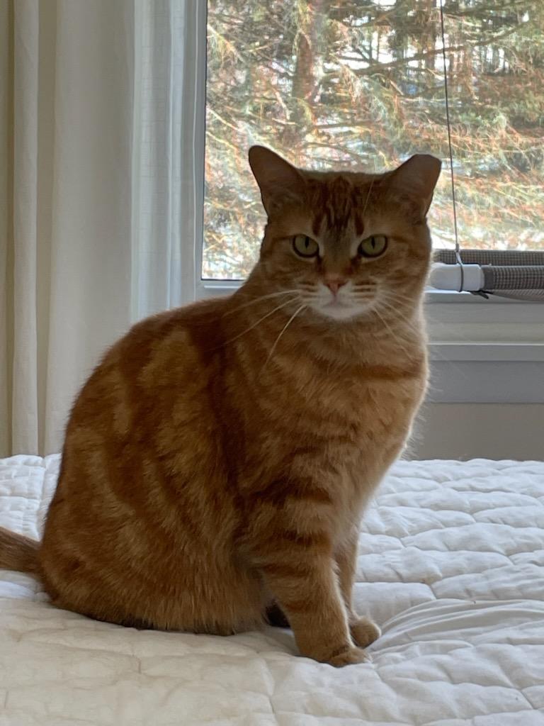 Patricia, an adoptable Tabby, Domestic Short Hair in Traverse City, MI, 49686 | Photo Image 3