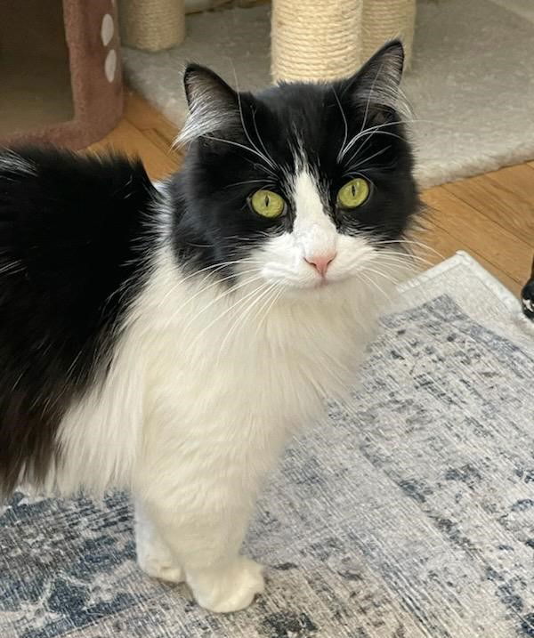 Mr. Kitty, an adoptable Domestic Medium Hair in Traverse City, MI, 49686 | Photo Image 1