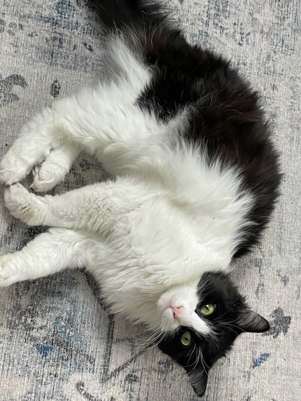Mr. Kitty, an adoptable Domestic Medium Hair in Traverse City, MI, 49686 | Photo Image 2