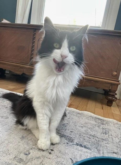 Mr. Kitty, an adoptable Domestic Medium Hair in Traverse City, MI, 49686 | Photo Image 3