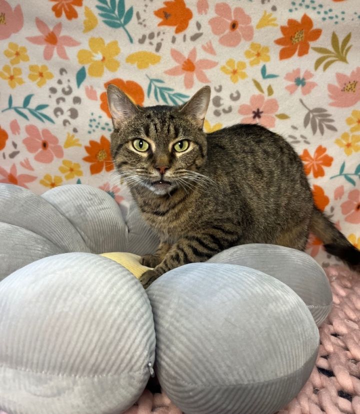TRUMAN (CAT 9) 1