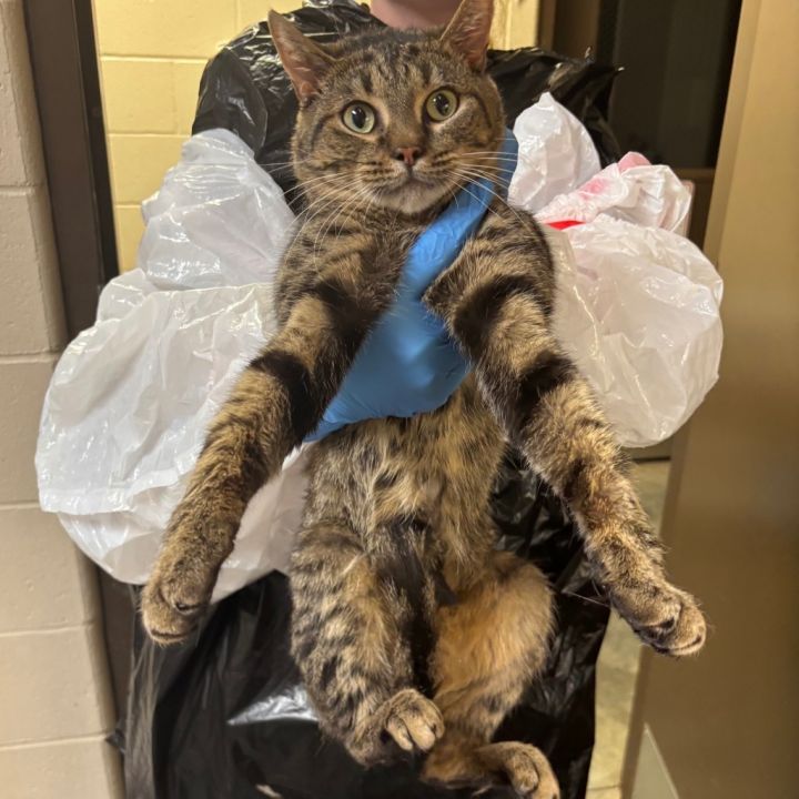 TRUMAN (CAT 9) 2