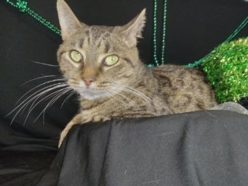 TRUMAN (CAT 9) 3