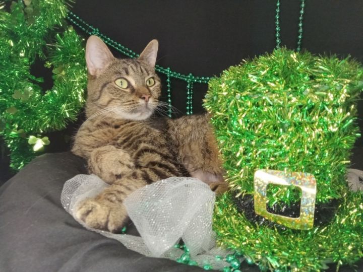TRUMAN (CAT 9) 4