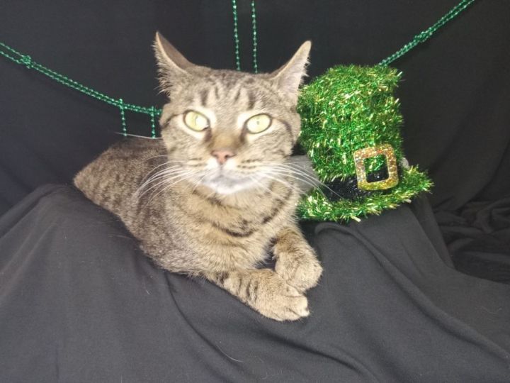 TRUMAN (CAT 9) 6