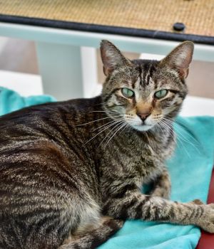 Porter is part of the Kitty Keeper program Porter transferred to Good Mews in 2022 from Cobb Co Ani
