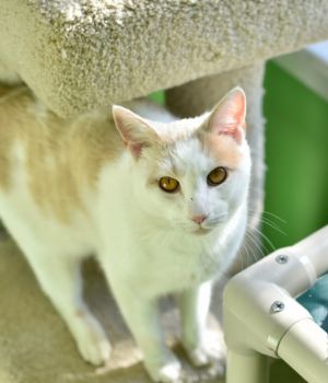 Acorn is a gentle giant who came to Good Mews from a rural county shelter for a better chance at