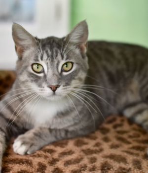 Meet Maverick and Tom Tom a bonded pair looking for a second chance at a forever home These two ca