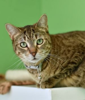 Inara