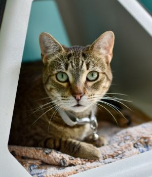 Inara Domestic Short Hair Cat