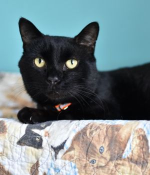 Gus Gus is not an old cat but he is definitely an old soul He was shy when he first
