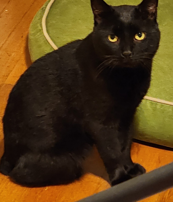 Gus Gus 4