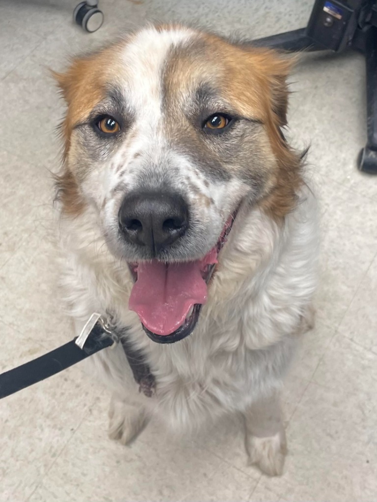 Cody, an adoptable Saint Bernard, Great Pyrenees in Rock Springs, WY, 82901 | Photo Image 1
