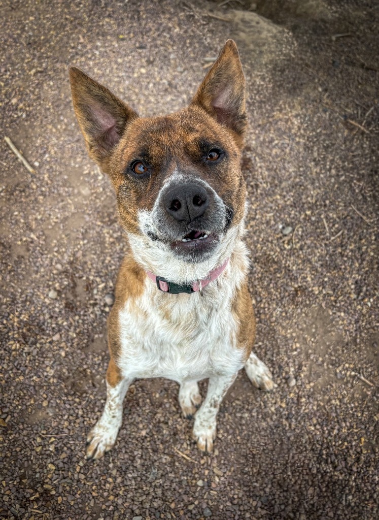 Rylee, an adoptable Australian Cattle Dog / Blue Heeler, Mixed Breed in Rock Springs, WY, 82901 | Photo Image 1