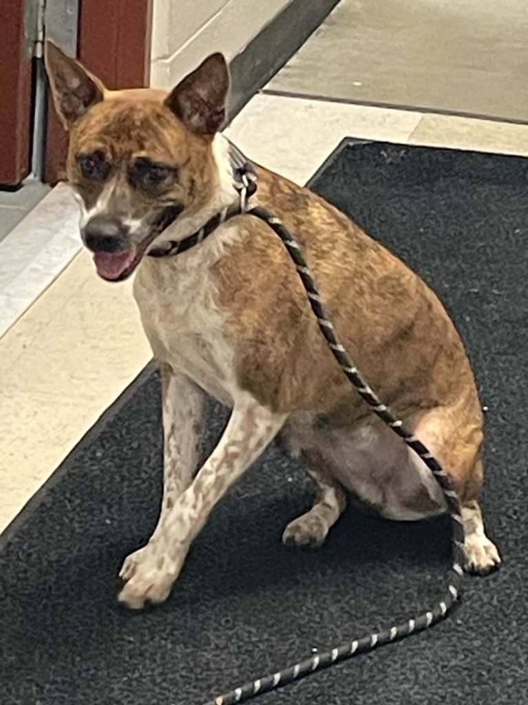 Rylee, an adoptable Australian Cattle Dog / Blue Heeler, Mixed Breed in Rock Springs, WY, 82901 | Photo Image 2