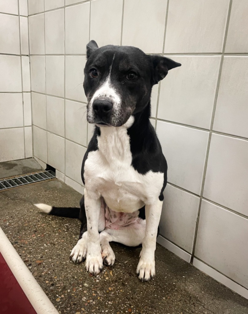 Ivy, an adoptable Mixed Breed in Rock Springs, WY, 82901 | Photo Image 1