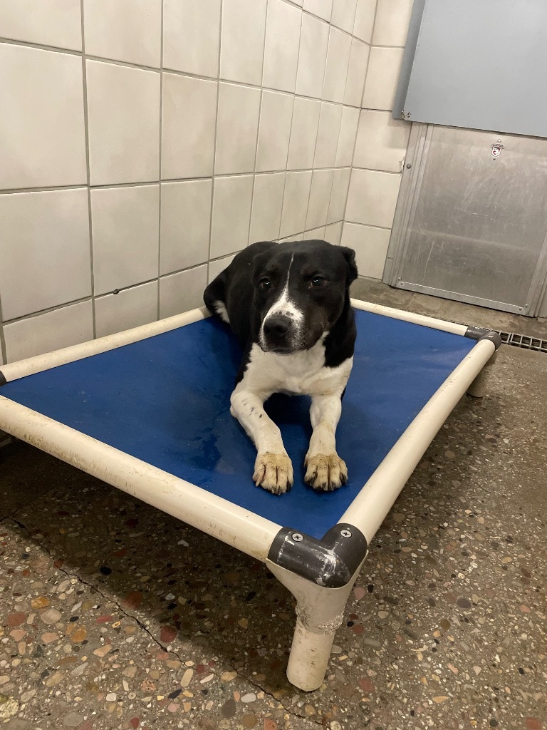 Ivy, an adoptable Mixed Breed in Rock Springs, WY, 82901 | Photo Image 2
