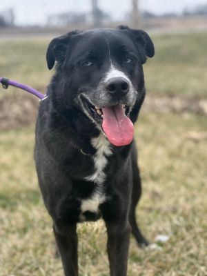Perry, Adult Male Husky