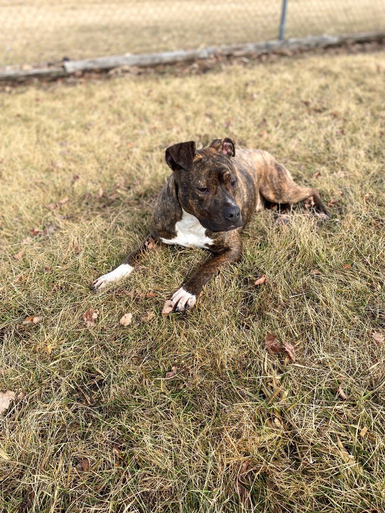 Violet