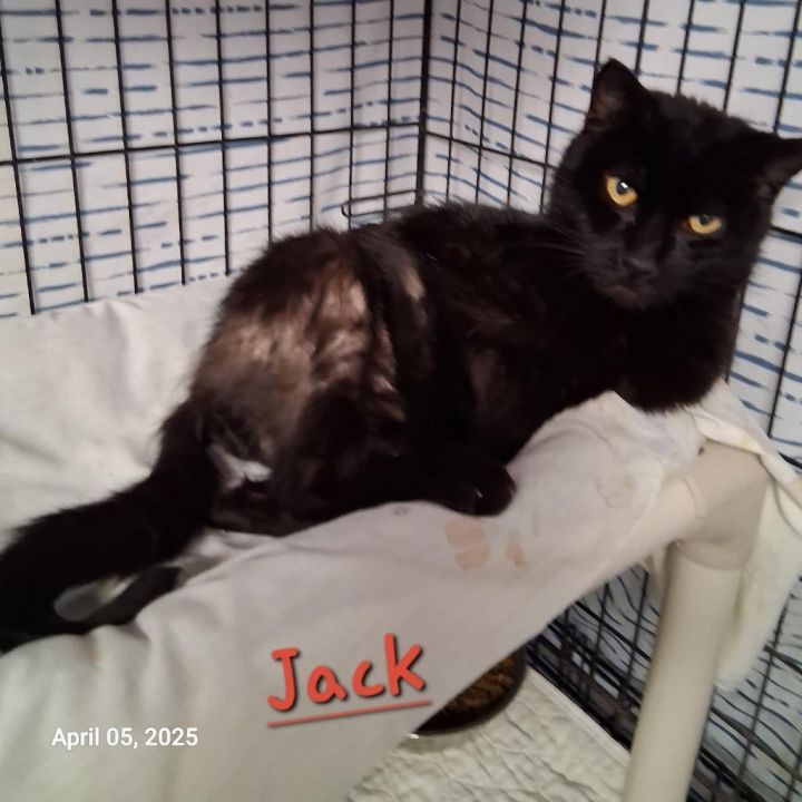 Jack 2