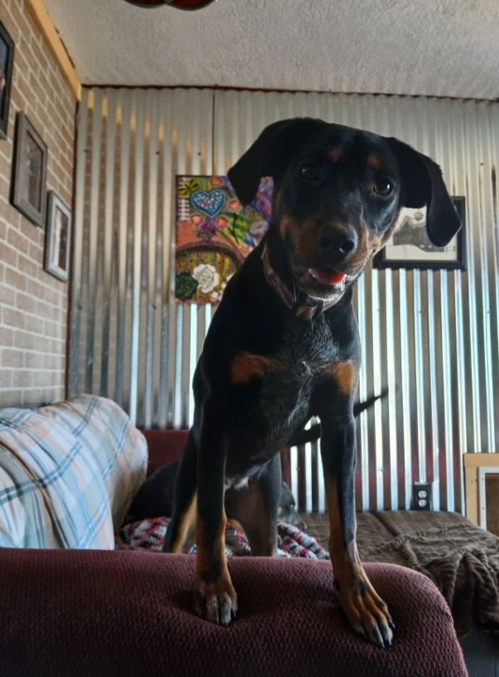 Dixie 1