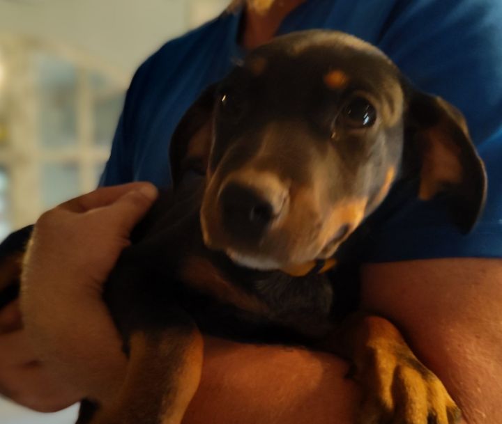Dixie 3