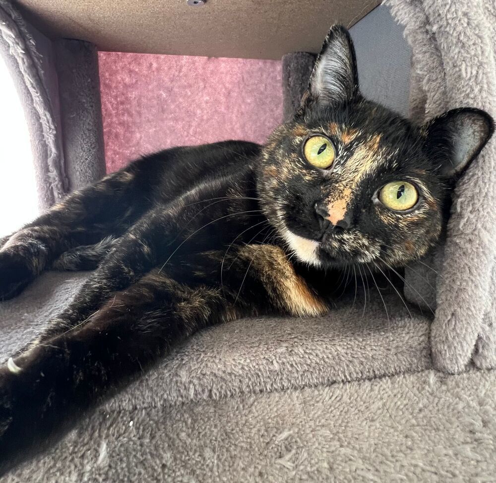 Sophie, an adoptable Domestic Short Hair in McPherson, KS, 67460 | Photo Image 1
