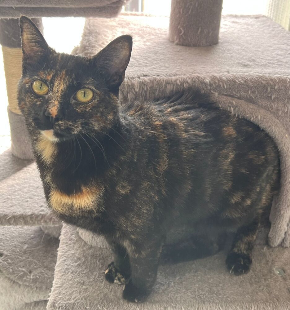 Sophie, an adoptable Domestic Short Hair in McPherson, KS, 67460 | Photo Image 2