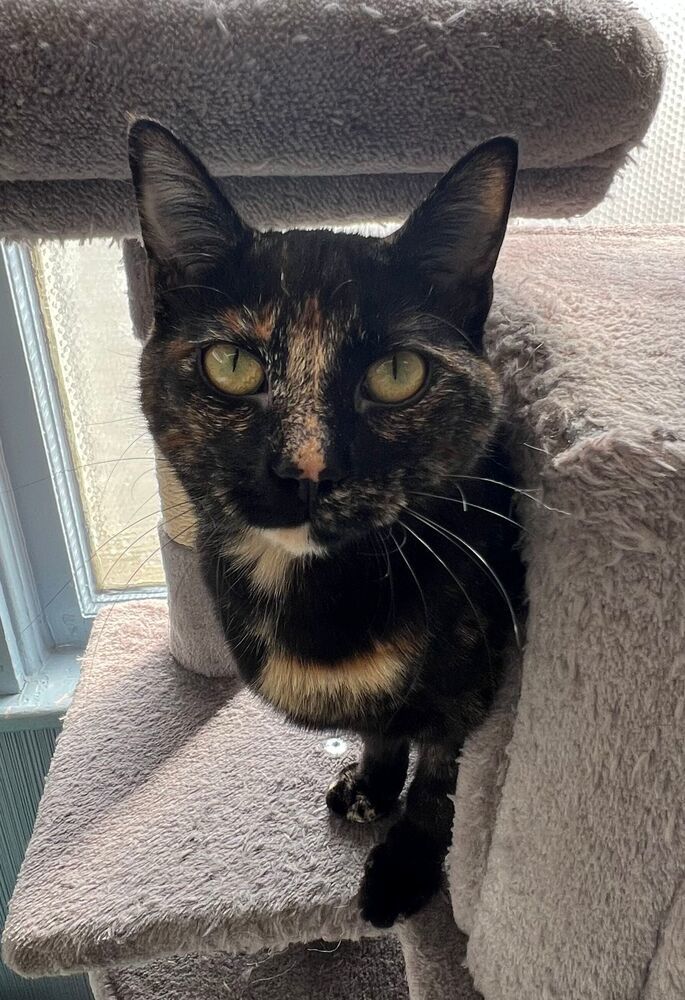 Sophie, an adoptable Domestic Short Hair in McPherson, KS, 67460 | Photo Image 3