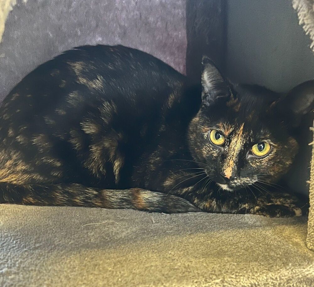Sophie, an adoptable Domestic Short Hair in McPherson, KS, 67460 | Photo Image 4
