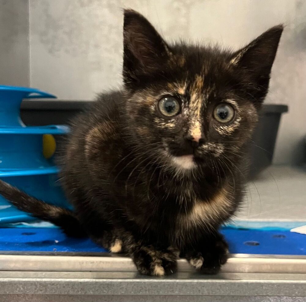Sophie, an adoptable Domestic Short Hair in McPherson, KS, 67460 | Photo Image 5