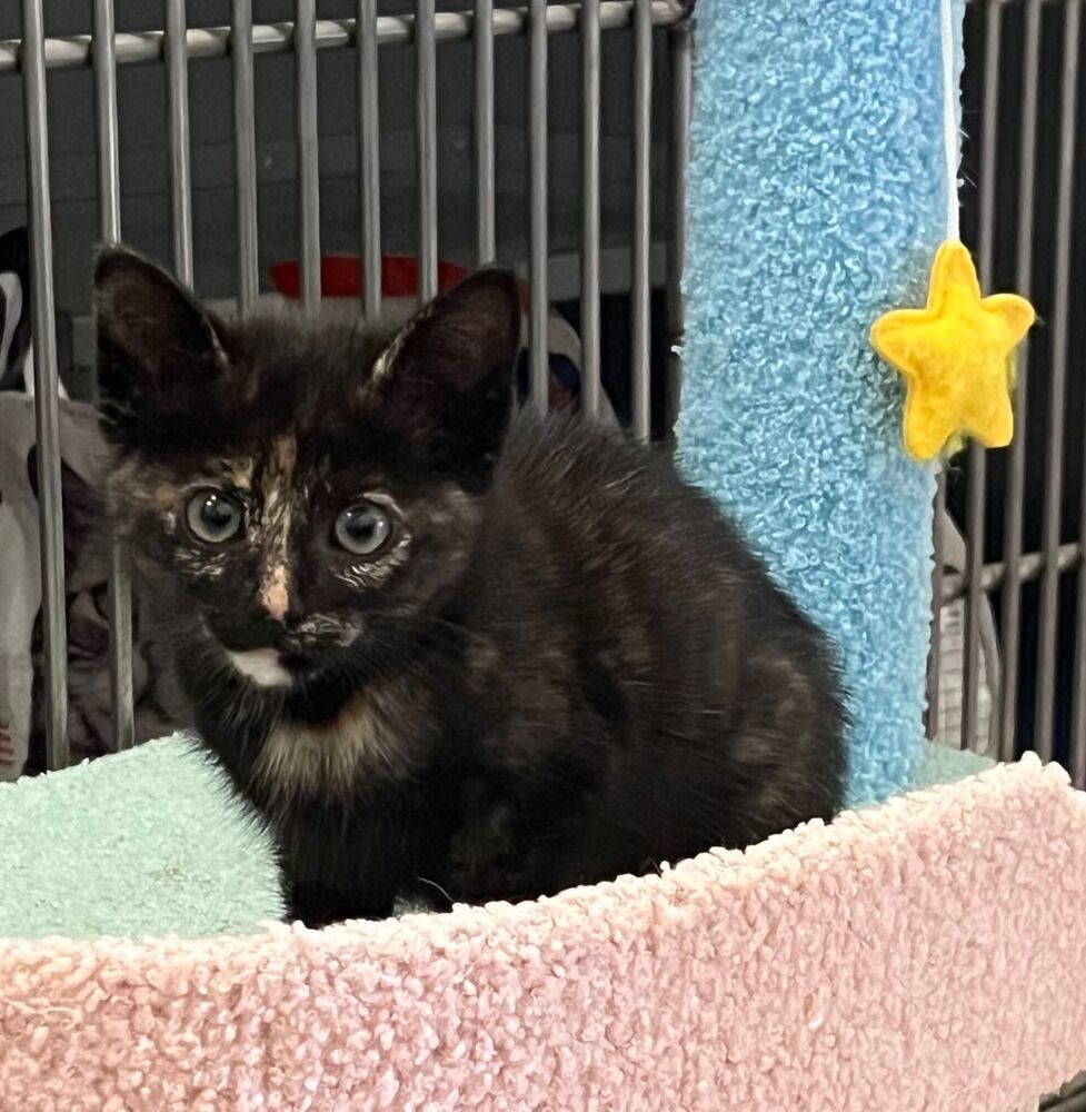 Sophie, an adoptable Domestic Short Hair in McPherson, KS, 67460 | Photo Image 6