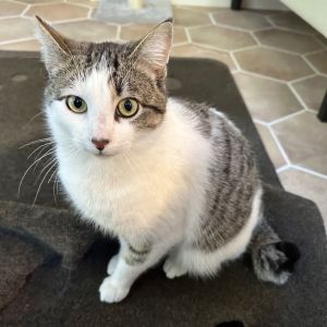 Merlin