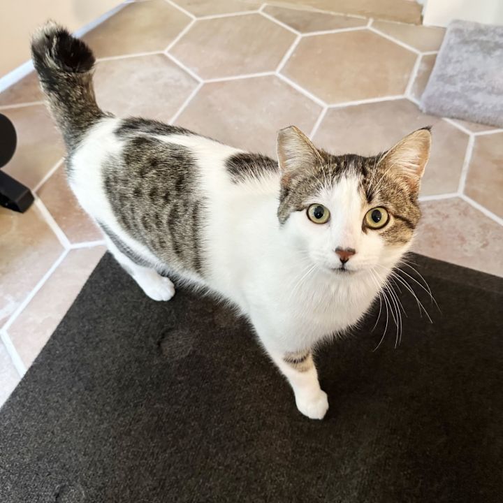 Merlin 2