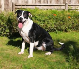 Pandy, Young Female Shepherd