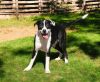 Pandy photo 4