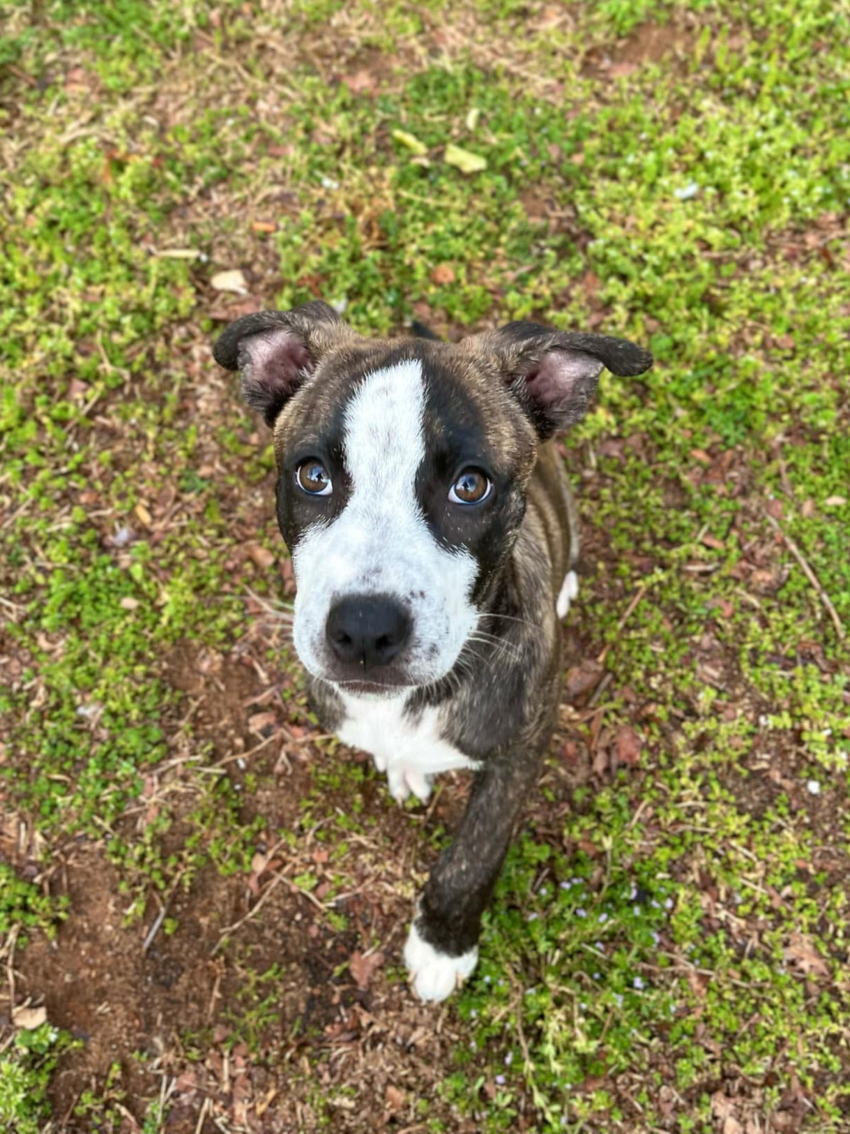 Bella