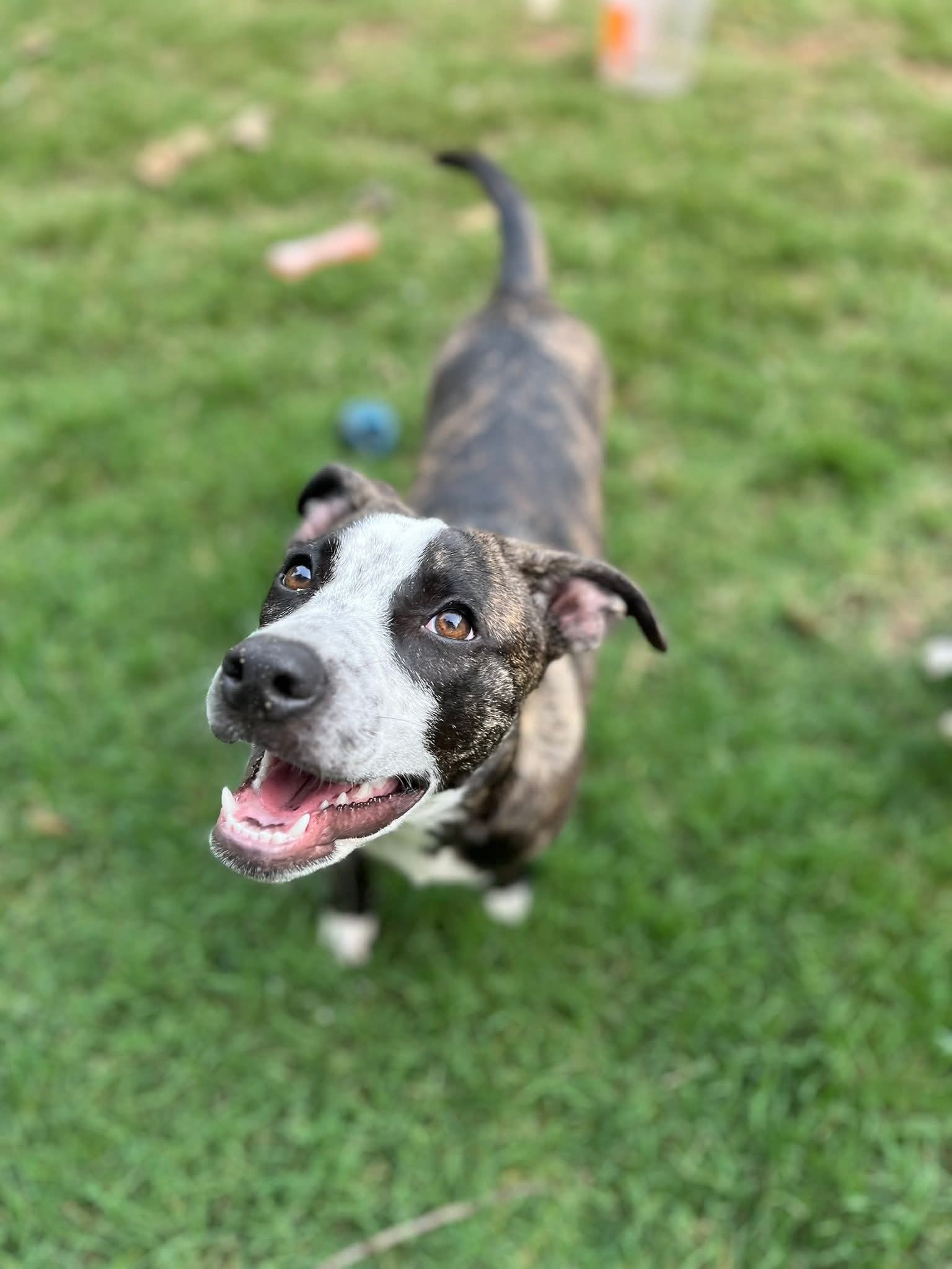 Bella