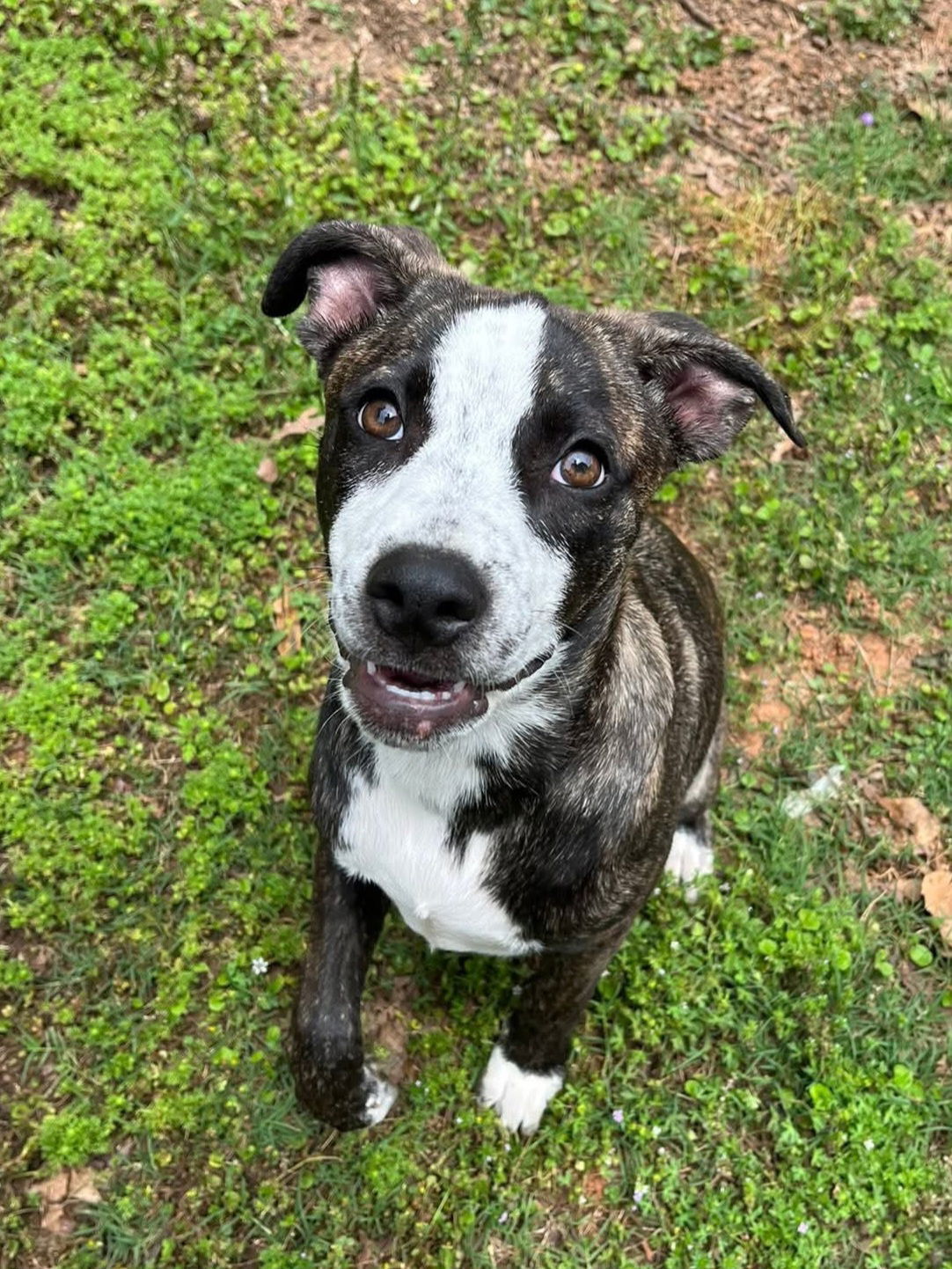 Bella