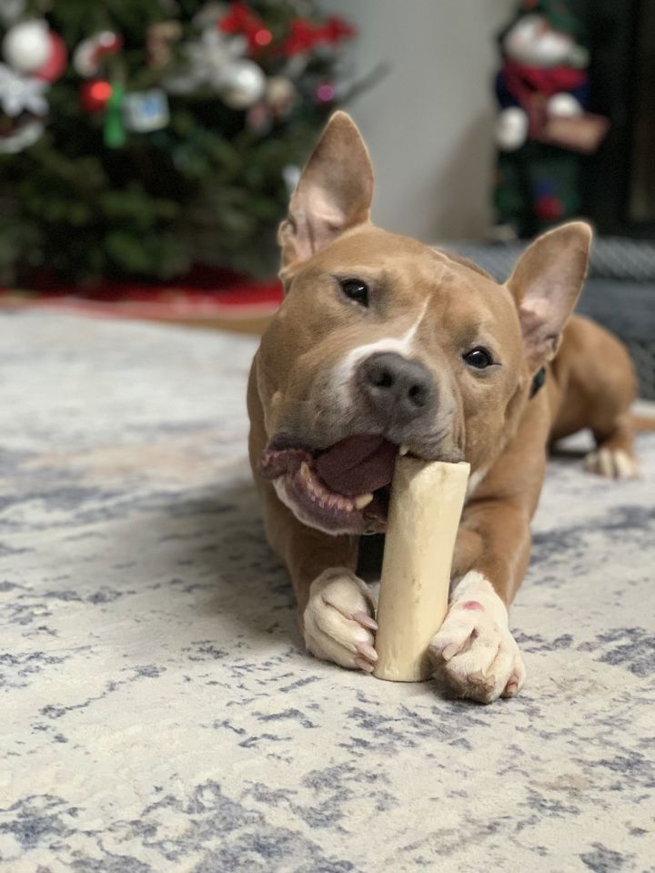 Meatball 2