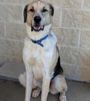 Steve - $75 Adoption Fee! Diamond Dog!