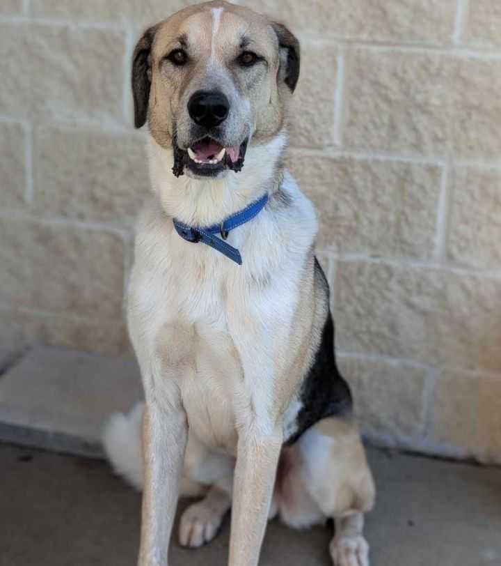 Steve - $75 Adoption Fee! Diamond Dog! 1