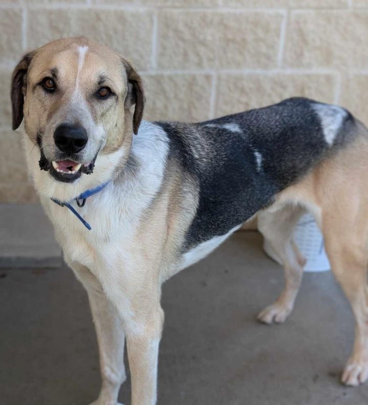 Steve - $75 Adoption Fee! Diamond Dog! 2