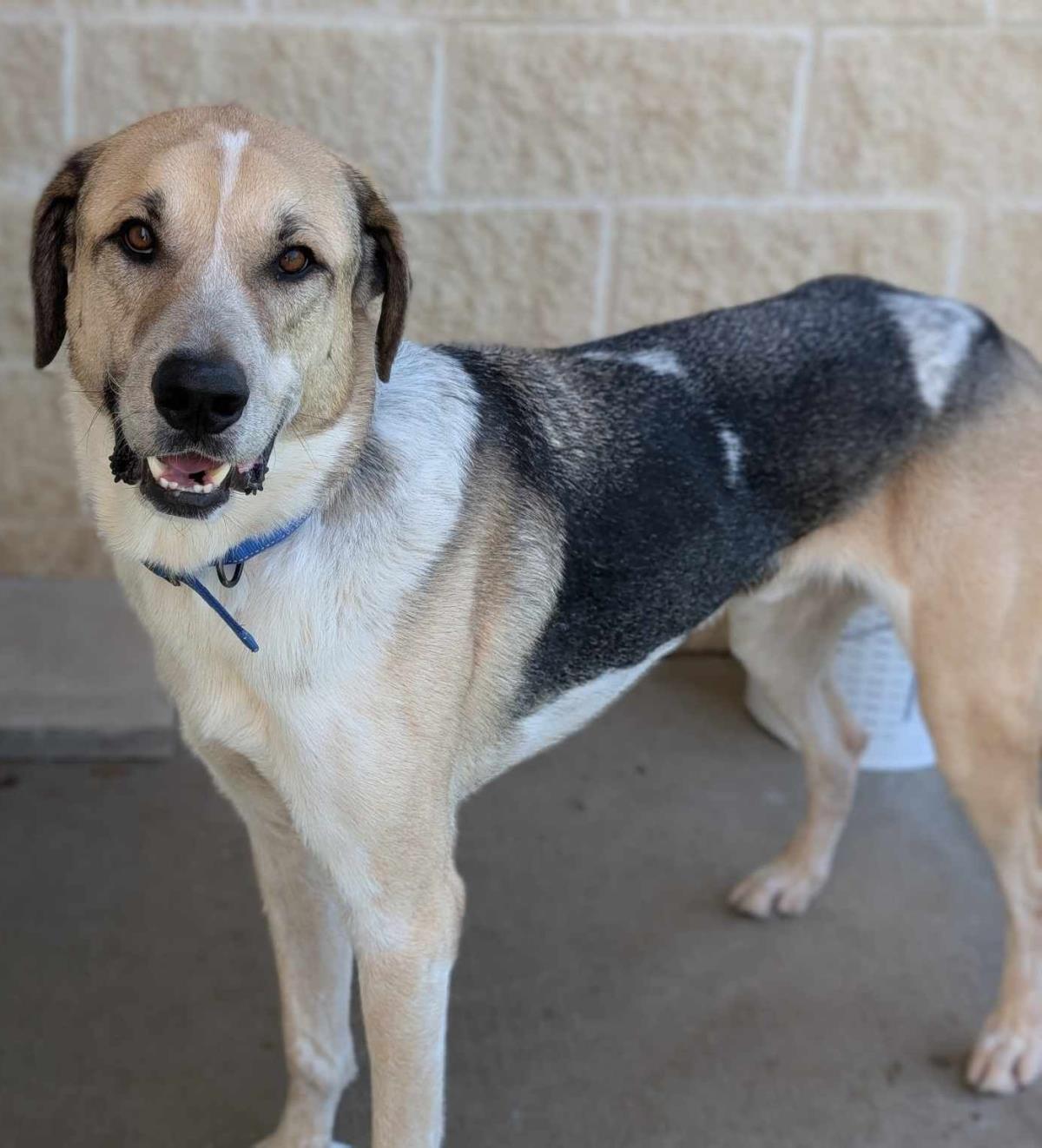 Steve - $75 Adoption Fee! Diamond Dog!