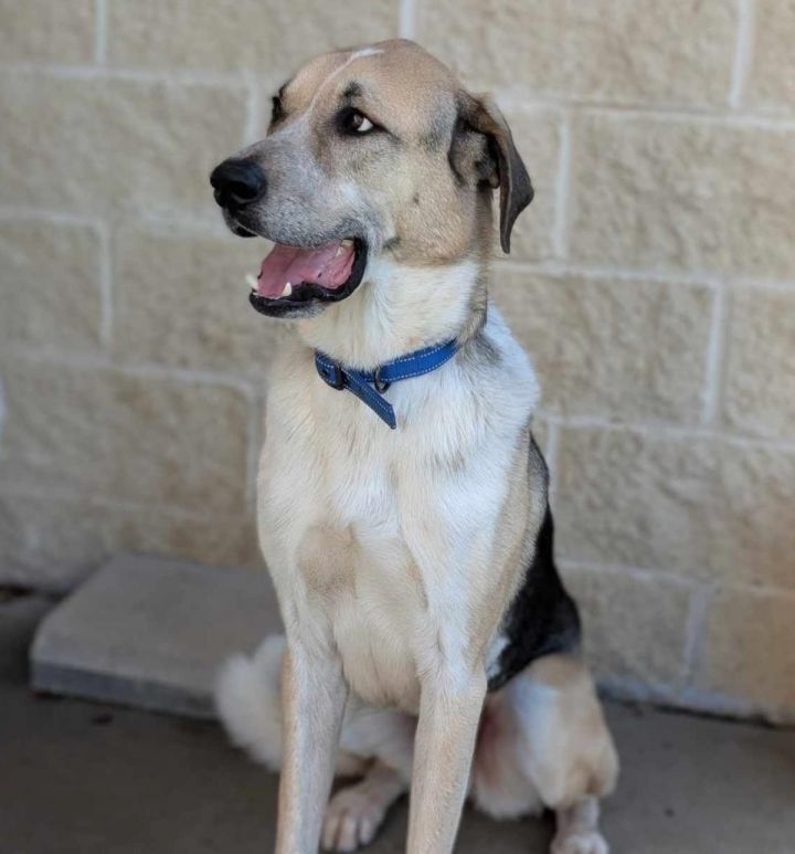 Steve - $75 Adoption Fee! Diamond Dog! 3