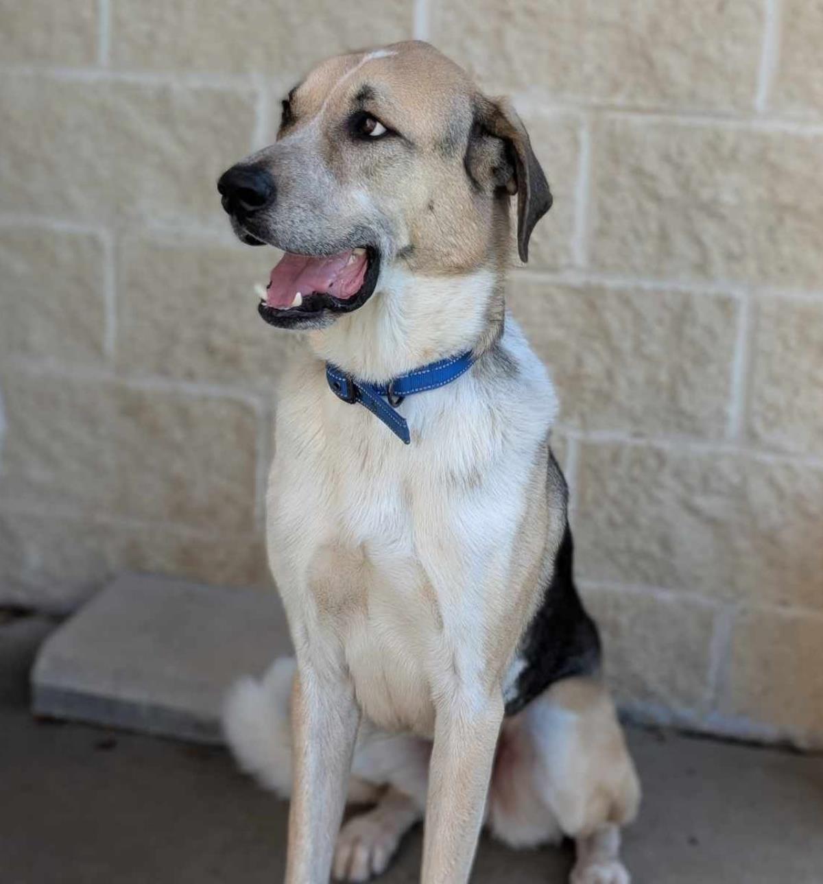 Steve - $75 Adoption Fee! Diamond Dog!