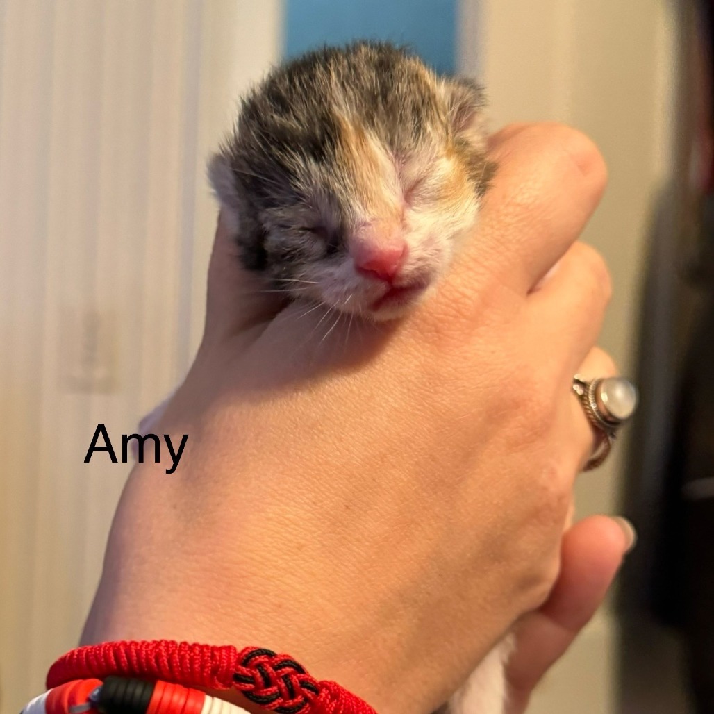 Amy