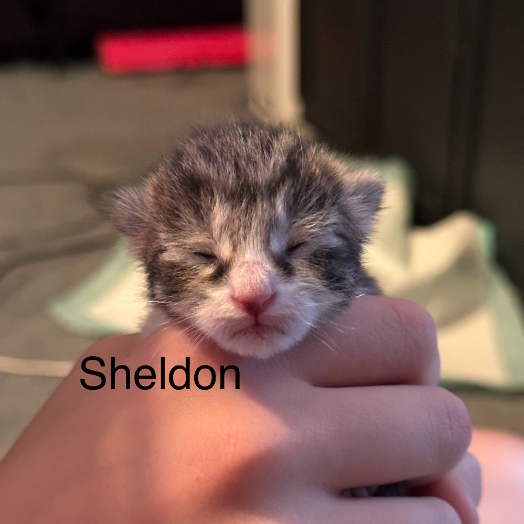 Sheldon