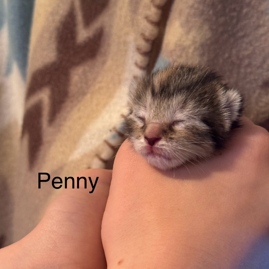 Penny