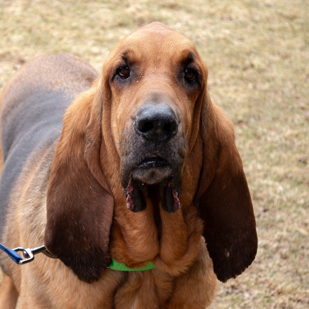 Silas, an adoptable Bloodhound in Middletown, RI, 02842 | Photo Image 1